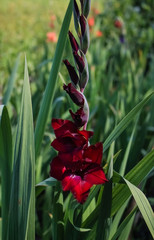 red flower Gladiolos, closeup