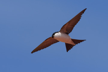 Martin in flight over blue sky background