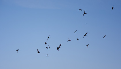 Summer Blue Sky with flock of Common Swifts flying.