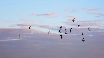 Fototapete Vögel Summer Blue Sky with flock of Common Swifts flying.  © gallinago_media