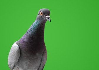 Curious Pigeon isolated over Green Background.