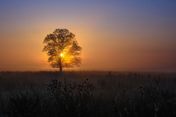 Sunrise in the Meadow with Oak Tree.