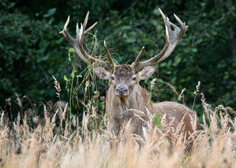 Open range Red Deer Stag in natural enviroment.