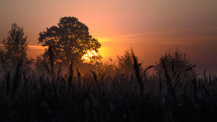 Fototapeta na wymiar Sunrise in the Meadow with Oak Tree.