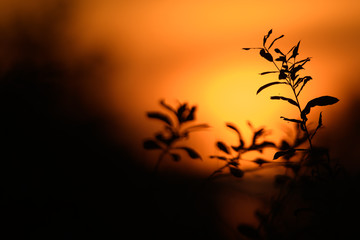 Serene Evening  with Sunset out of focus.