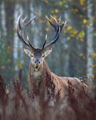 Open range Red Deer Stag in natural enviroment. - 252807437