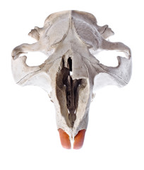 Skull of the Beaver isolated on white.