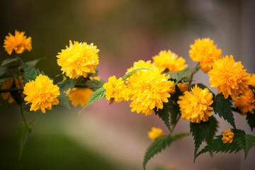 Blossoming yellow flower background, natural wallpaper. Flowering decorative japanese kerria terry branch in spring, macro image with copyspace