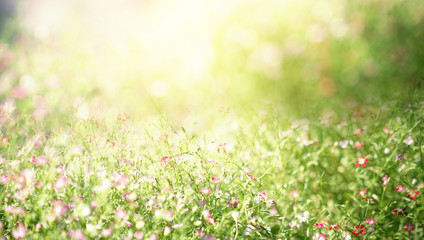Obraz na płótnie Canvas Shiny flower background. Blooming on meadow, summer background