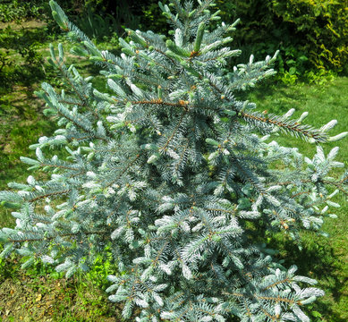 Young blue needles with blue Picea pungens Hoopsii. Close-up in natural sunlight with beautiful bokeh. Selective focus. Nature concept for design