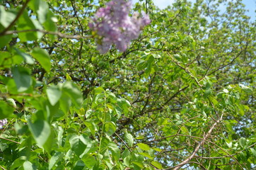 Fototapeta na wymiar Purple flowers spring lilac, branch