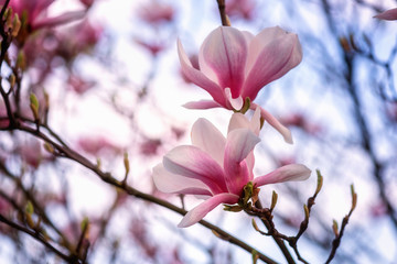 Blossoming pink magnolia flowers against a blue sky background in spring garden, natural wallpaper, macro image with copyspace