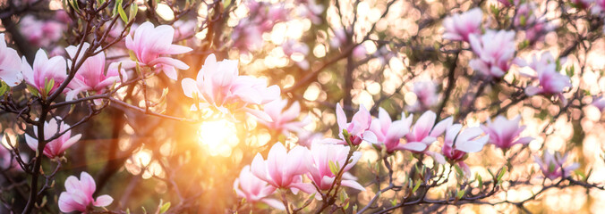 Blossoming of magnolia pink flowers in spring time, natural seasonal floral background with...