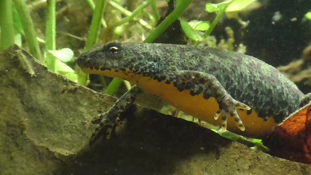 Bergmolche, Alpine newt, Ichthyosaura alpestris