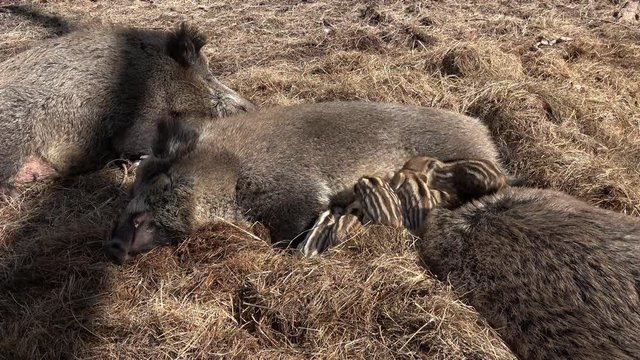 Wildschwein beim f&uuml;ttern der Frischlinge