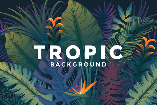 Tropical background with jungle plants. Trendy background with tropic leaves, can be used as Exotic wallpaper, Greeting card, poster, placard. Vector Illustration