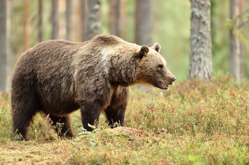Obraz na płótnie Canvas Big male brown bear in the summer forest, natural habitat