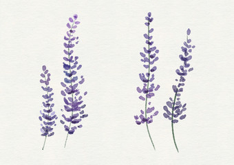 Watercolor bunch of lavender on white background © jenteva