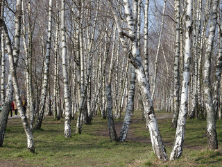 Obraz premium forest of briches