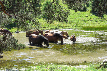 Wild horses in Aran valley in the Catalan Pyrenees, Spain