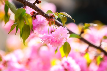 Blossoming pink flower background, natural wallpaper. Flowering sakura (japanese cherry) branch in spring, macro image with copyspace and beautiful bokeh