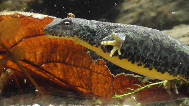 Bergmolche, Alpine newt, Ichthyosaura alpestris