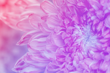 Chrysanthemum flowers in soft pastel color and blur style for background