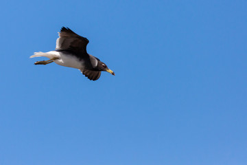 Fototapeta na wymiar Single Sooty gull flying in a blue sky in Saudi Arabia Jeddah.
