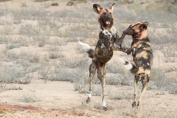 Dancing Wolves