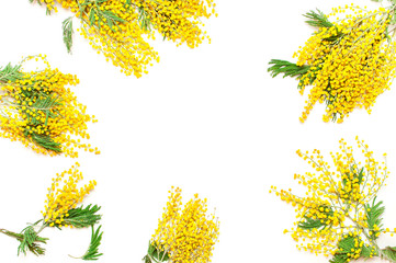 Yellow Mimosa flowers on white background top view flat lay copy space. Spring gentle composition, concept of spring season, symbol of 8 March, happy women's day. Flower background, Easter decoration.