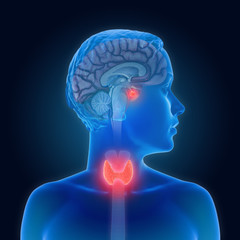 3d illustration of the thyroid gland and pituitary gland part of the endocrine system