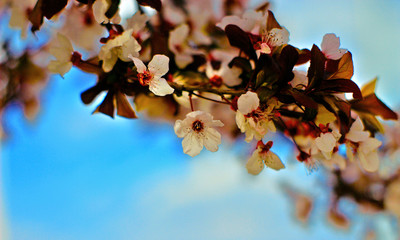 flowers on a background of blue sky