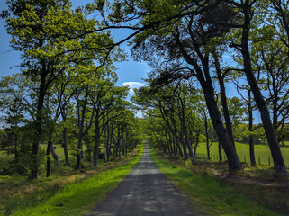 Road along the forest