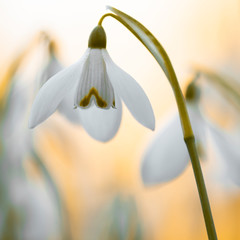 Verzaubert im Frühling - Schneeglöckchen (Galanthus)