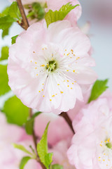 Beautiful pink almond blossoms , macro photo