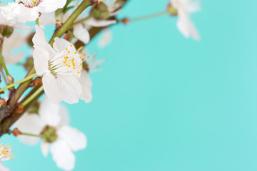 Beautiful blooming cherry blossoms close up.