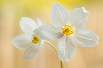 Fototapeta na wymiar Weiße Blumen - Zartes helles Makro von Anemonen ( Herbstanemone , Honorine Jobert )