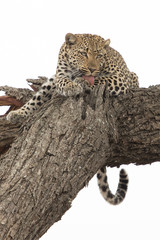 leopard in tree
