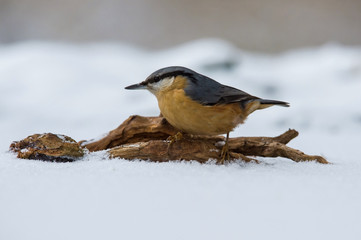 The Wood Nuthatch, Sitta europaea is sitting on the branch in the forest, nice winter weather, snowy picture