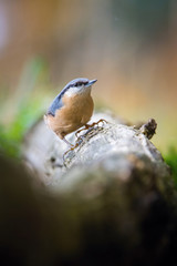 Obraz na płótnie Canvas The Wood Nuthatch, Sitta europaea is sitting on the branch in the forest, colorful backgound