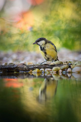 The Great Tit, Parus major is preparing to bath in the forest lake in amazing golden light