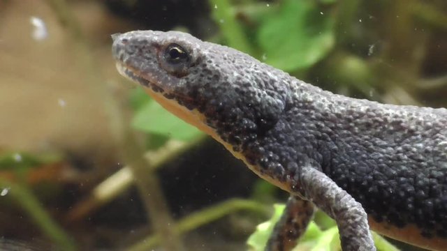 Bergmolche, Alpine newt, Ichthyosaura alpestris
