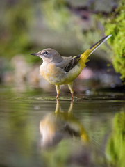 The Grey Wagtail or Motacilla cinerea is sitting at the waterhole in the forest Reflecting on the surface Preparing for the bath Colorful backgound with some flower