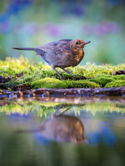 Common Blackbird is sitting at the waterhole in the forest Reflecting on the surface Preparing for the bath Colorful backgound with some flower