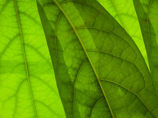 green veined leaves close up