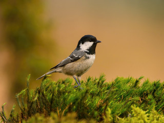 The Coal Tit or Periparus ater is sitting in color environment of wildlife