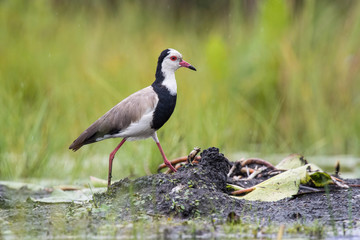 The Long-toed Lapwing or Vanellus crassirostris is walking on the ground in nice natural environment of Uganda wildlife in Africa..