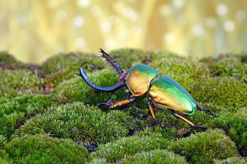 Beetle : Sawtooth beetles (Lamprima adolphinae) or Stag beetles, one of world's most beautiful...