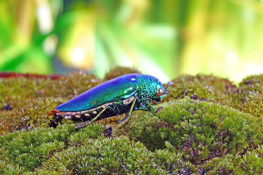 Beetle : Jewel beetles or metallic wood-boring beetles, One of the World's most beautiful insects with their iridescent colors and brilliant metallic colors from the forest of Thailand.