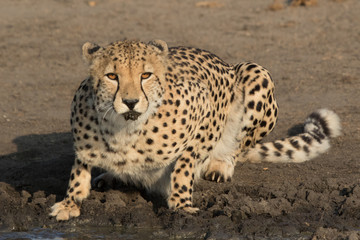 Drinking Cheetah